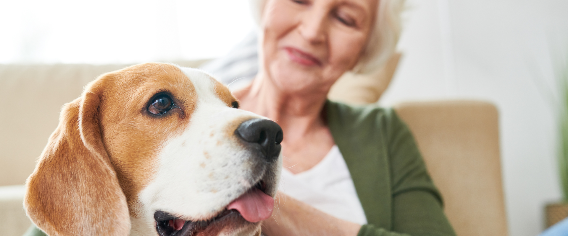 Pet Therapy in care homes